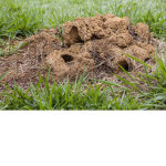 Roblox group but we all pretend to be ants