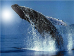 whale Rockers