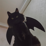 The Gato