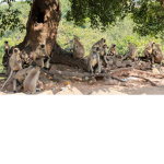THE MONKE GANG.