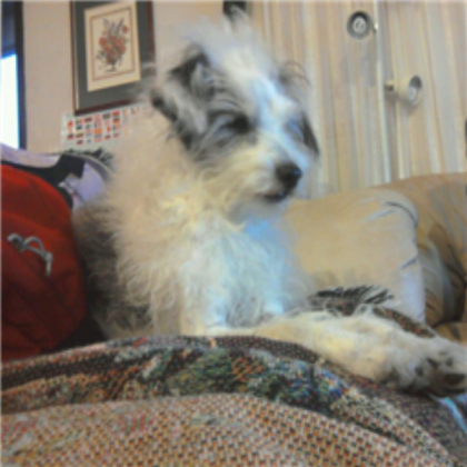 My dog. Roblox decal