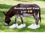 Donkey's And Vans