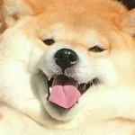 The Coolest Doge Clan