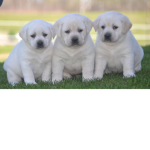 #### Labs
