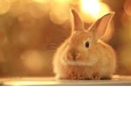 ิีืััbunny sokawaii's jump jump game