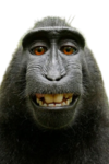 Monke Clothing