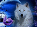 the wolf life