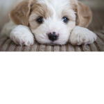 Puppies I love puppies!