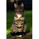 The Robux Cat...