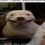 Dogs we love puppys