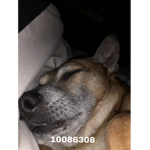 ZOEY CUSCO LUNA MAX