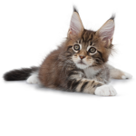 SlimeyCat######