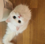The kawaii kitty squad