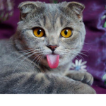 Cats so cute!!!