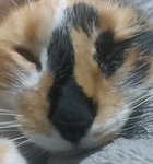 Luci Official