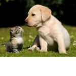 like cats and dog