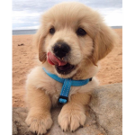 the labs only