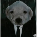 Super pug YT