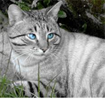 Warrior Cats Of Darkclan