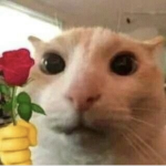 Cat fanbase