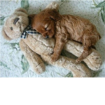 Sleeping Cute Puppy Lovers