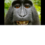 Monkey has money