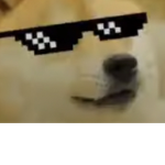 ta cool doge group