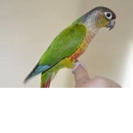 green-cheeked conure bird group