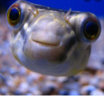 FISHYGOTDRIPP