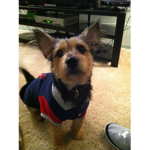 COOKIEDOG!!!