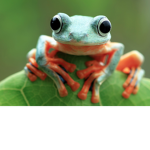 Frogs Uniited