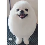 •Egg Dog Fan Group•