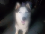 husky friend