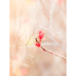 Flower on a tree ask me any questions you seek!