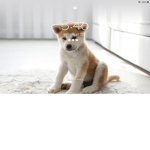 Puppy fan c w u b