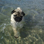 puggg love