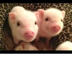 Pig_4000 Fan Group