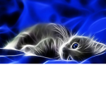 Cats Squad <3