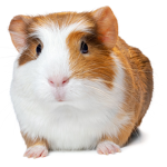 Guinea pig and and pet fans