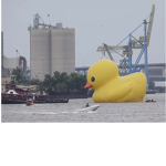 United Ducks Forever