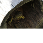 Turtle Hut