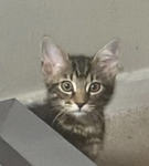 Ｋｉｔｔｙｏｌｏｇｙ