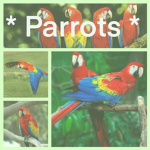 * Parrots *