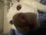 AngeIiCx