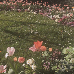 The Garden