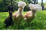 That Magic Chicken That Lives In Your Backyard