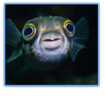 Fish-United