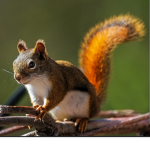 The Happy squirrels