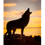 The Red Moon Wolfs