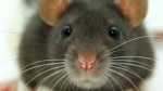 RatteSpielt